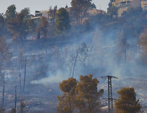 Forest Fire Smoke