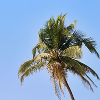 Palm Tree View
