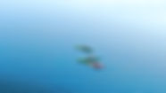 Aerial View of Kayaks