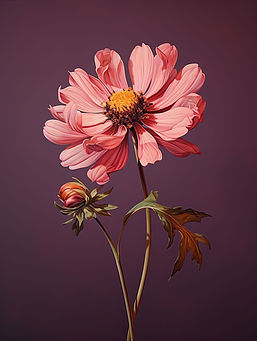 Flor Rosa do Cosmos