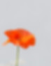 Decorative Poppy Flower
