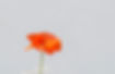Single Red Poppy