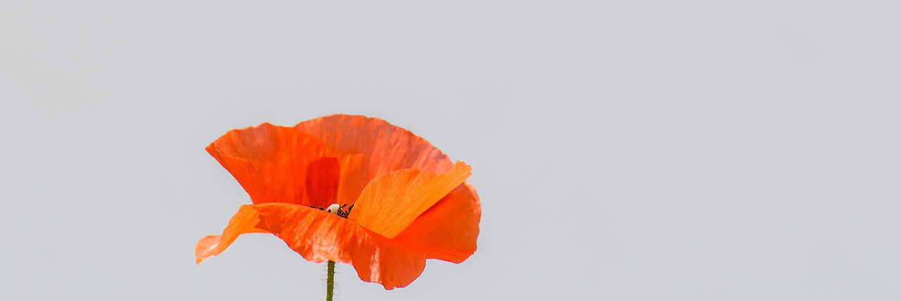 Poppy Flower