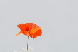 Will Power Flower