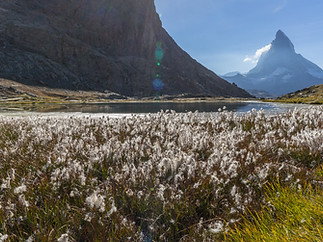 Wild Landscape