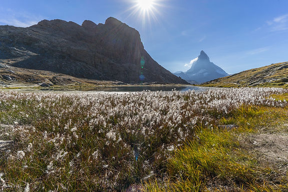 Wild Landscape