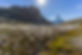 Wild Landscape