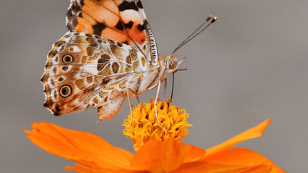 Learning & Discovery Program: The Journey of the Monarch Butterfly