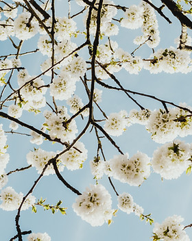 Cherry tree