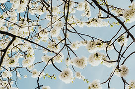 Cherry tree