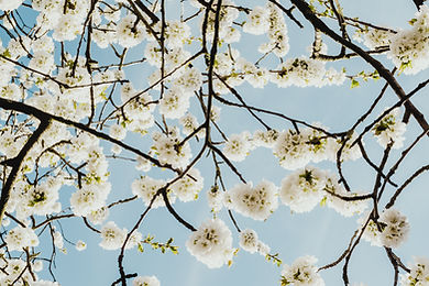 Cherry tree