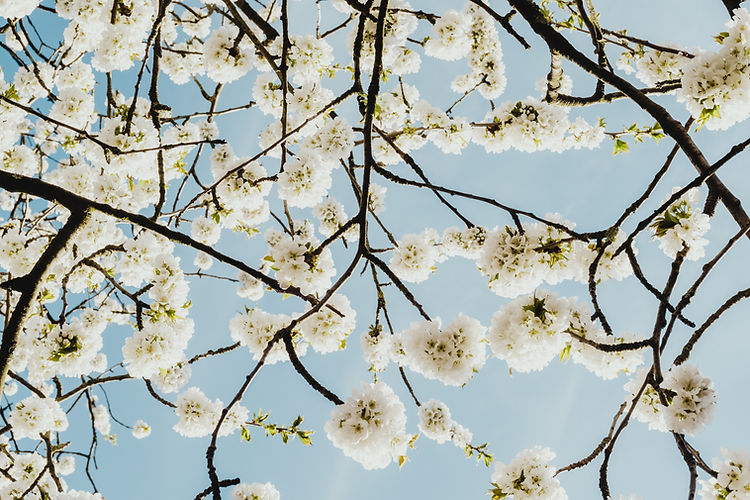 Cherry tree