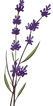 Lavender Flower Illustration