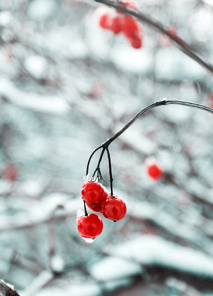 Frozen Red Berries