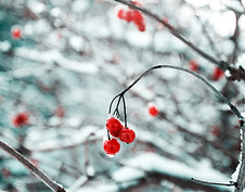 Frozen Red Berries