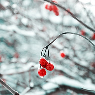 Frozen Red Berries