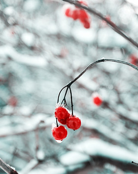 Tree Branch in the Snow