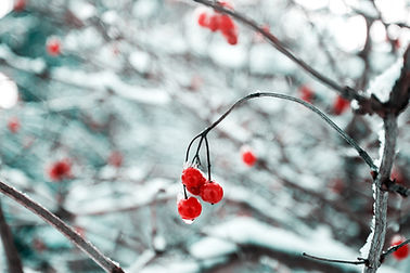 Tree Branch in the Snow
