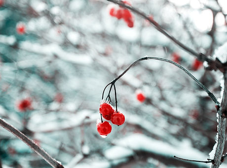 Frozen Red Berries