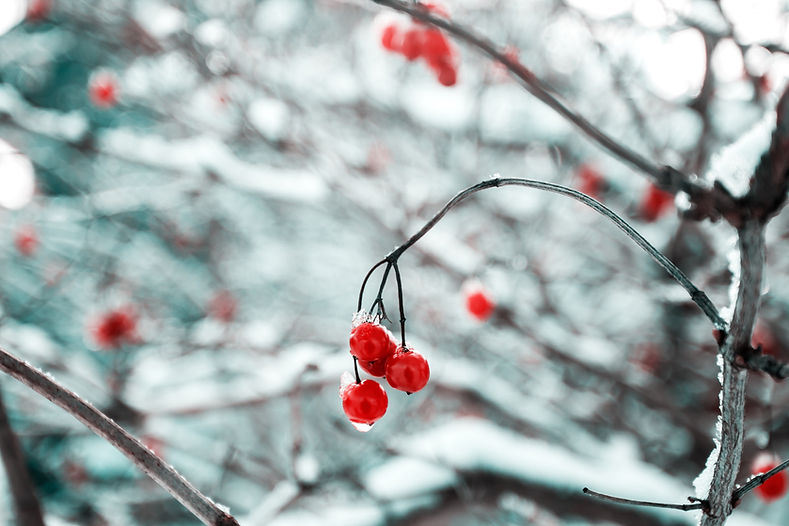 Frozen Red Berries
