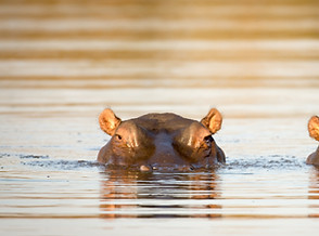 Hippos In Water