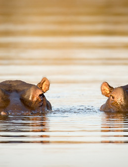 Hippos in the Water