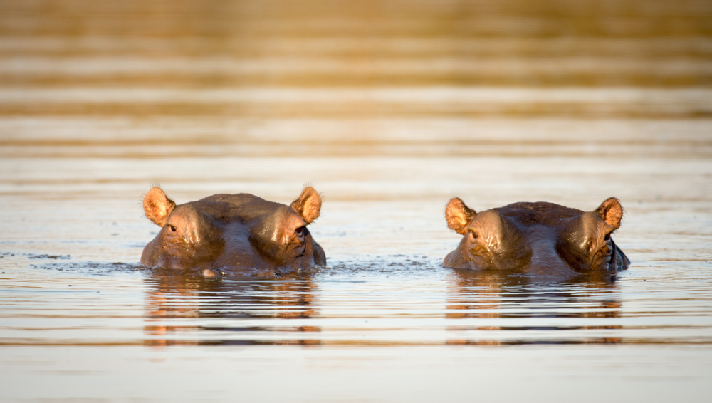 two hippos looking at camera with their eyes above the water