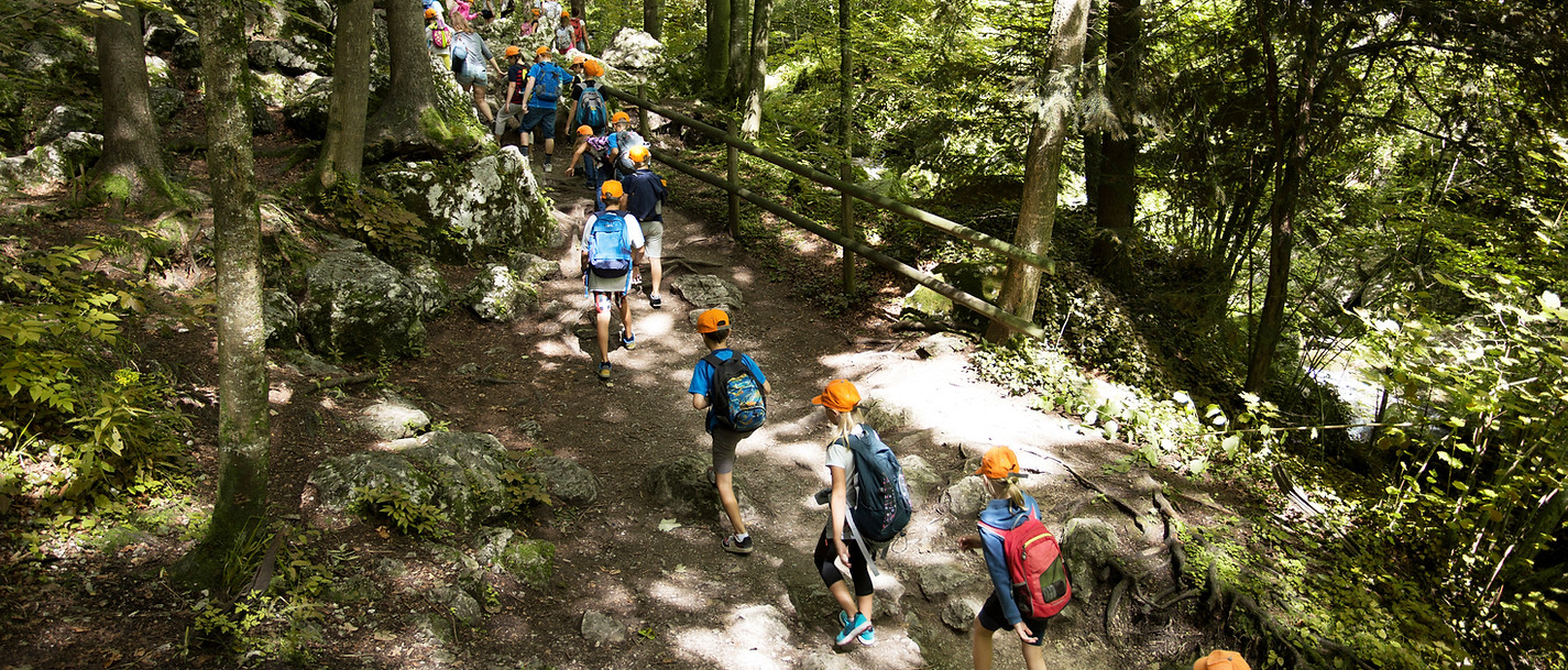School trip in the forest