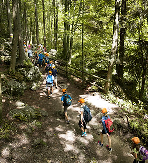 Escursione di gruppo nella foresta