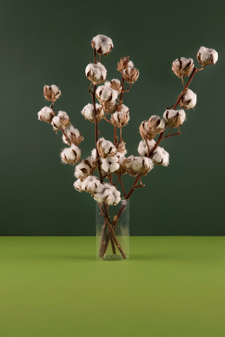 Cotton Flowers