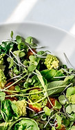 Fresh Salad 