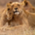 Lioness And Cub