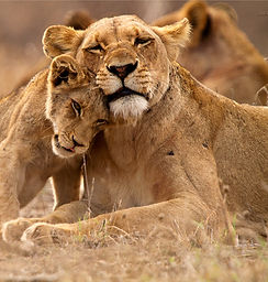 Predator's Love