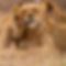 Lioness And Cub