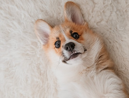 遊び心のあるコーギー