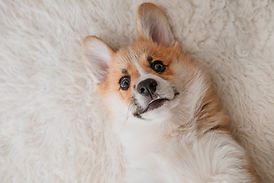 Verspielter Corgi