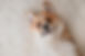 Playful Corgi