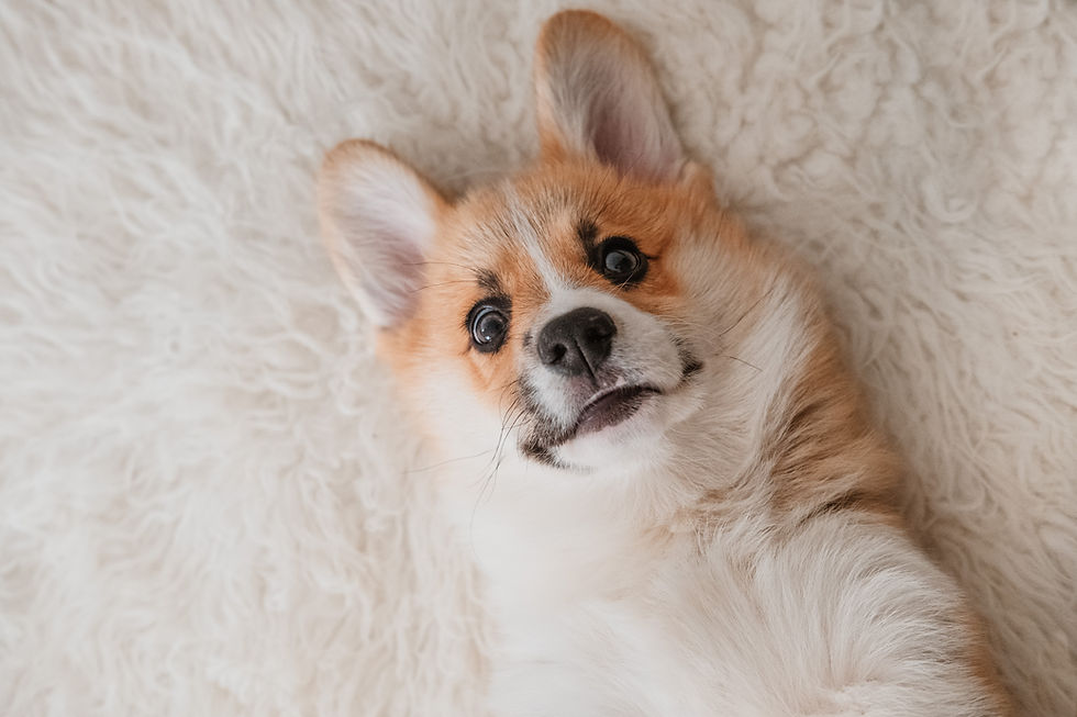 Corgi On Fluffy Rug