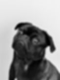 Pug preto