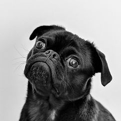 Black Pug