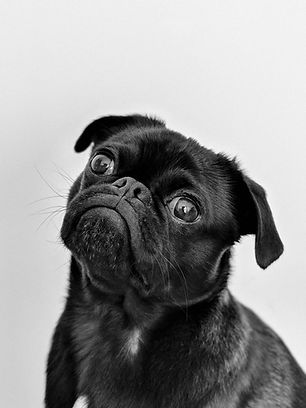 Pug preto