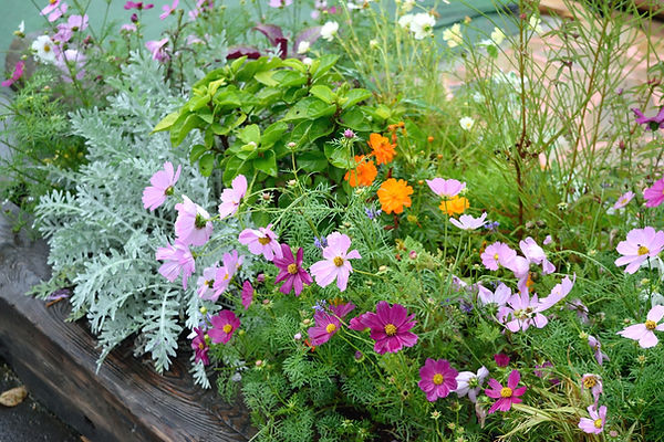 寄せ植え