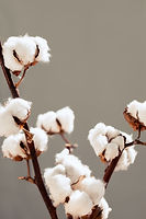 Bombaževi cvetovi, simbol mehkobe in udobja, ki je značilno za paliativno oskrbo.