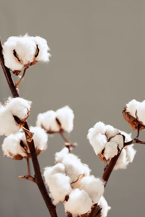 THE HOUSE OF RADHA RADHA SINGH COTTON PLANT SUSTAINABLE SUSTAINABILITY DESIGNER FASHION ART MUSIC