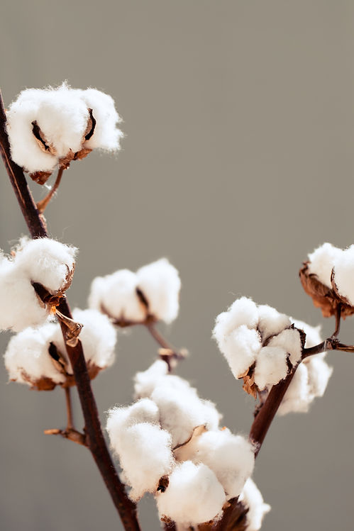 Cotton Plant