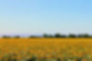 Vast Sunflower Field