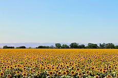 Sunflower Field View