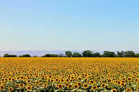 Sunflower Field View