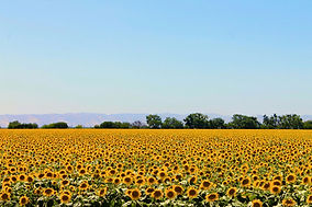 Sunflower Field View