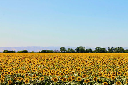 Vast Sunflower Field
